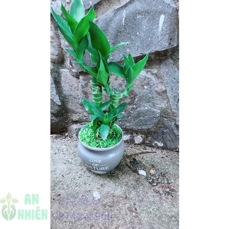Chậu phát tài giò gà 3 thân