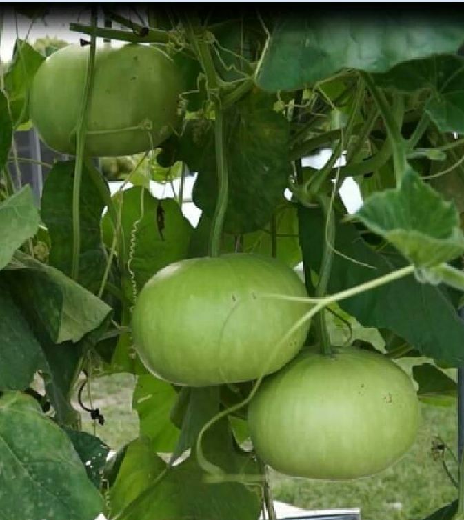 Hạt giống bầu tròn Thái  ( Nảy Mầm Tốt ) - Gói 1gram