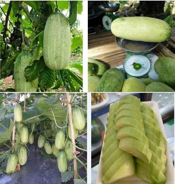 Hạt giống dưa chuột mèo - 50 hạt/gói