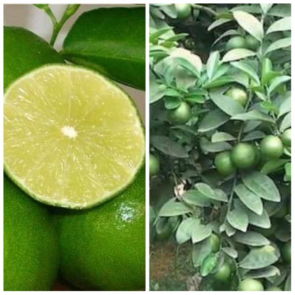 COMBO 3 CÂY CHANH TỨ QUÝ KHÔNG HẠT