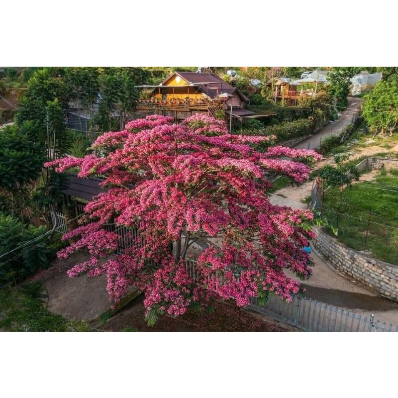 cây giống muồng anh đào
