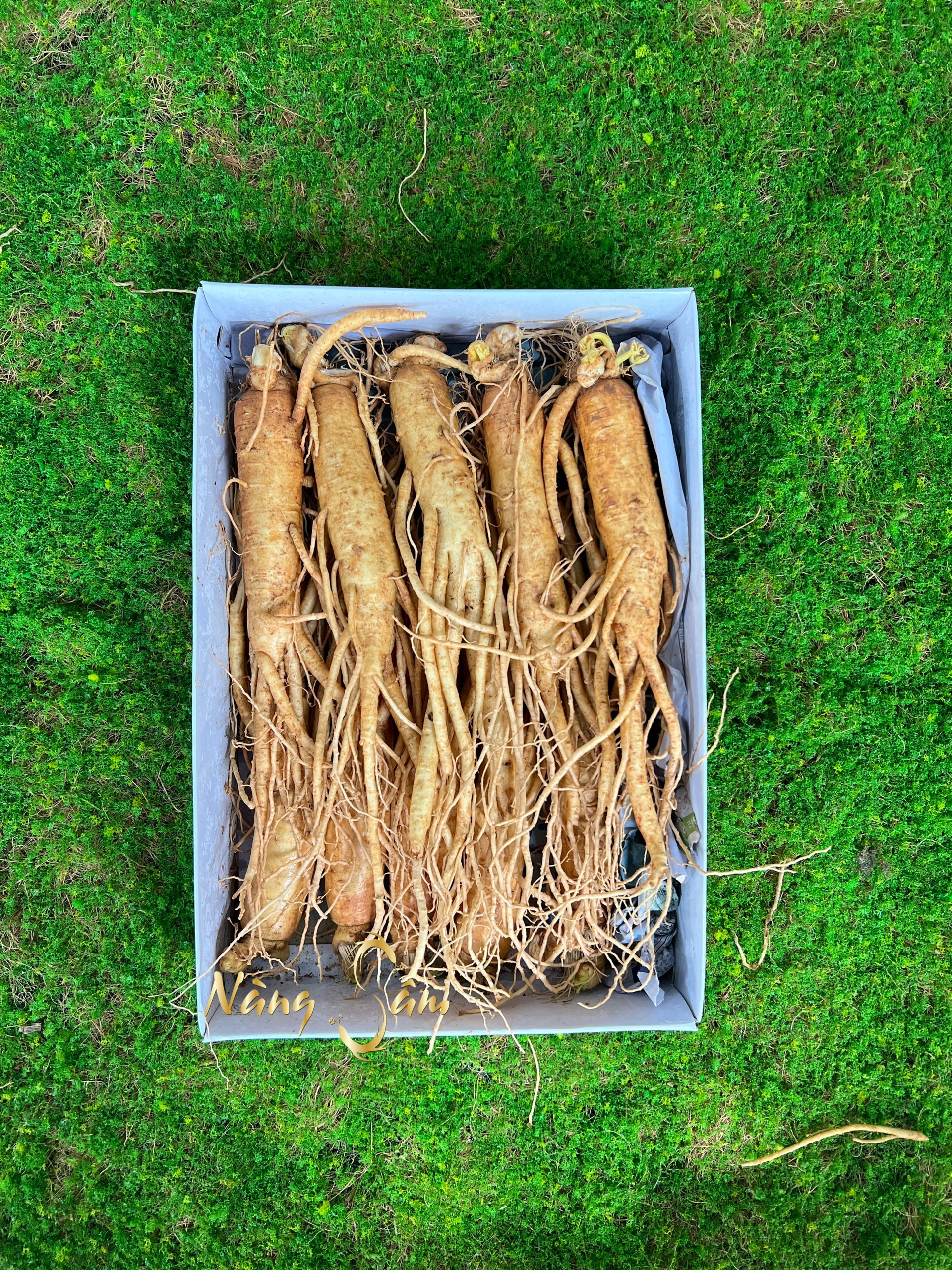 1 Củ Nhân Sâm Tươi Hàn Quốc Size 10 Củ/Kg, 1 củ 100gram