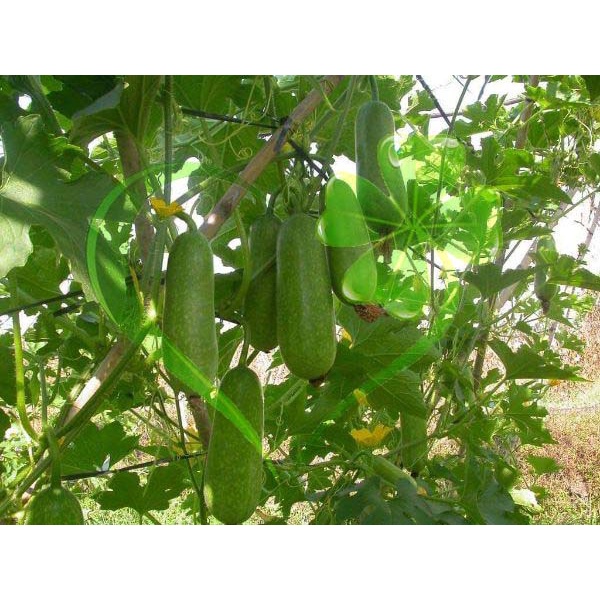 Hạt giống bí đao chanh - gói 1 gram