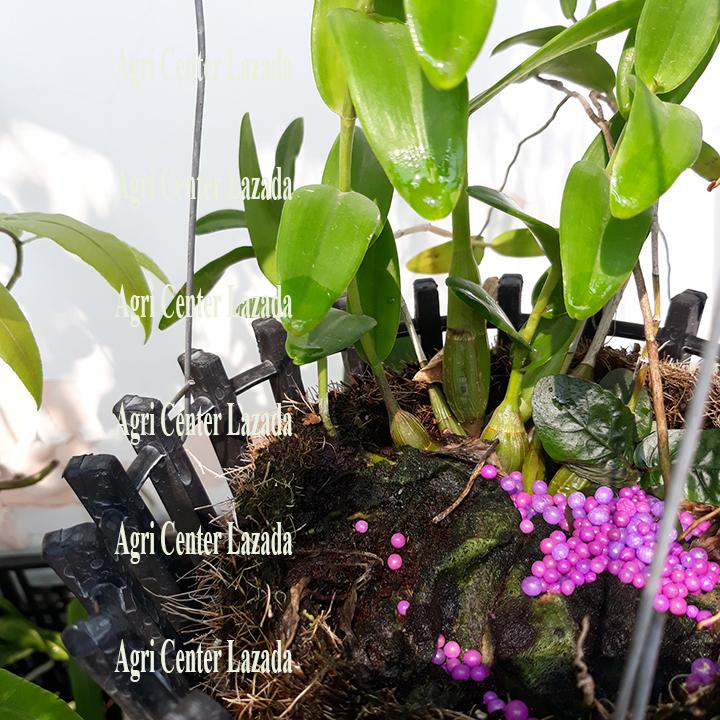Rynan 31-08-08  Dạng Túi Lọc Cho cây con tốt lá mọc mầm phân giải 4 tháng (90g)
