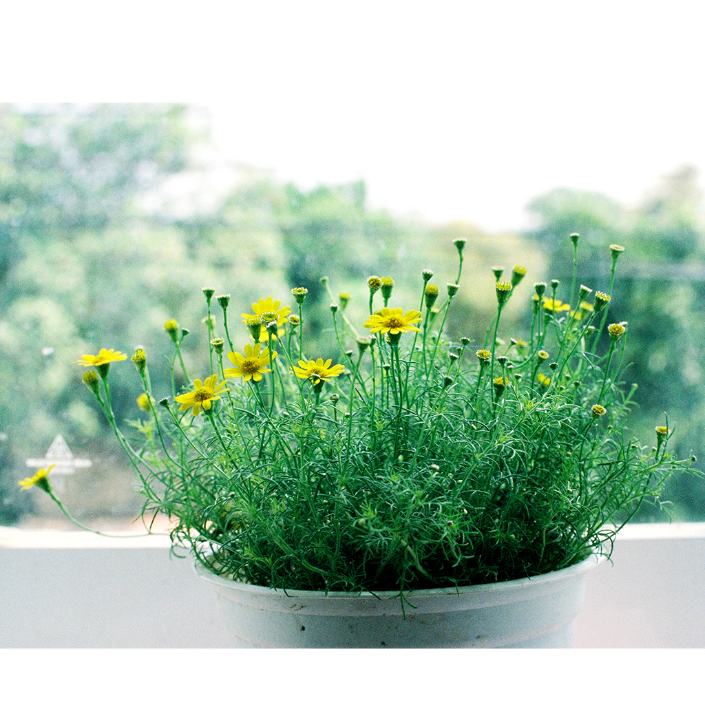 Hạt giống hoa cúc sao băng - gói 100 hạt