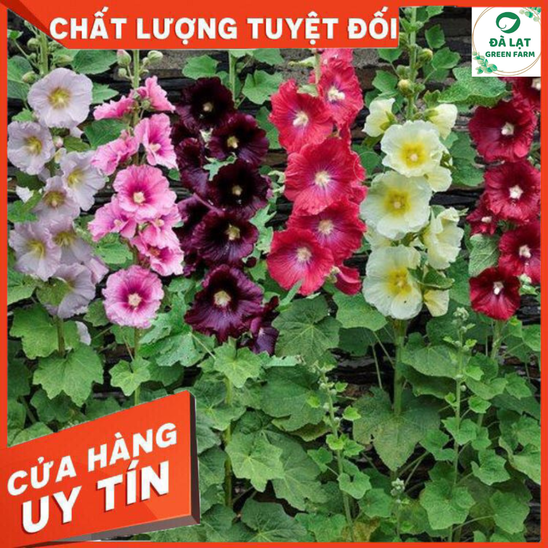 🍀40H_HẠT GIỐNG HOA MÃN ĐÌNH HỒNG(DỄ TRỒNG)🍀