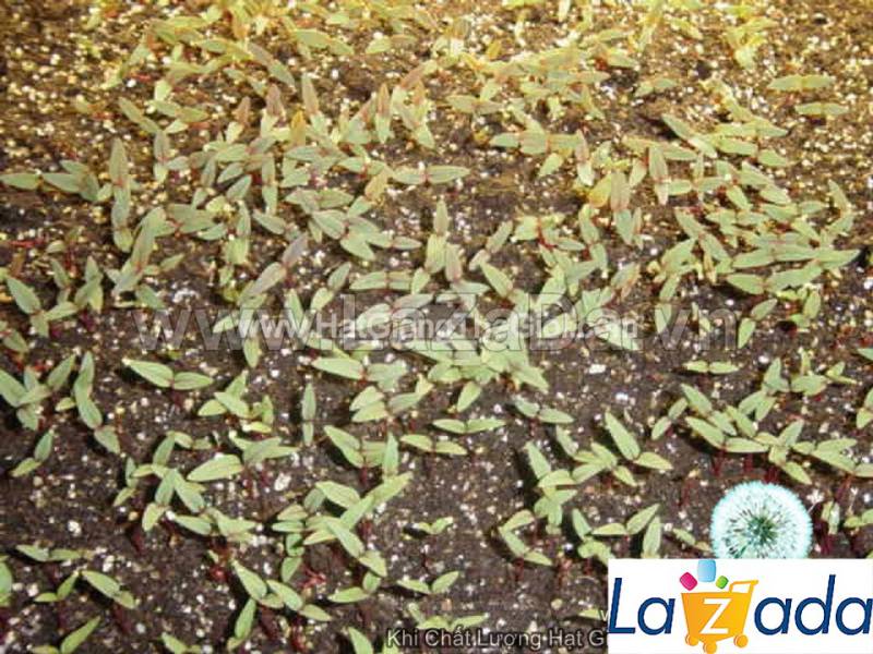 0.2Gr 250.HAT Hạt Giống Hoa Mào Gà Lửa Siêu Lùn 20cm Mix (KD| -KD: B20*V22*M234)
