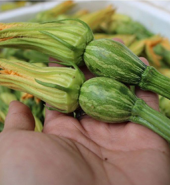 Hạt giống bí siêu nụ - Gói 10 hạt