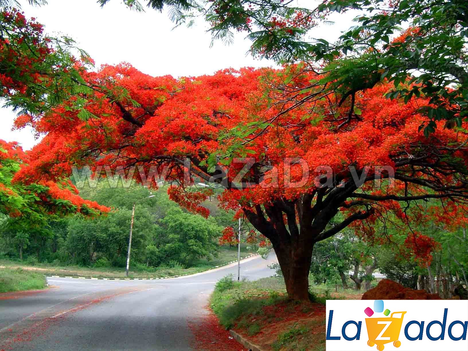 10h Hạt Giống Hoa Phượng Vỹ (C4.104| -KD: B10*V74*M026)