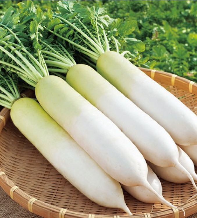 Hạt Giống Củ Cải Trắng Cao Sản ( 20gram/gói )