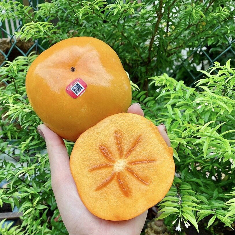 CÂY GIỐNG HỒNG GIÒN KHÔNG HẠT