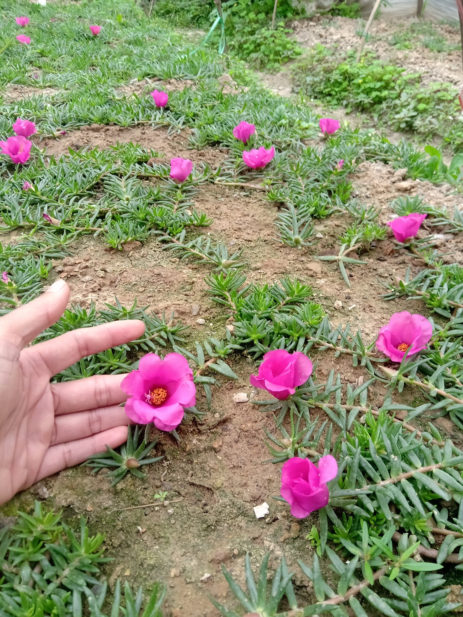 100 Hạt giống hoa 10h mỹ đơn