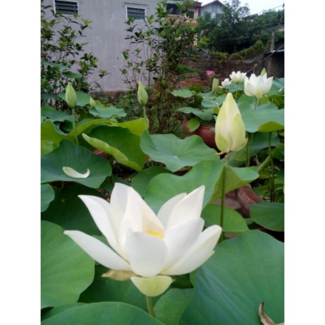 MJ76 Hạt Giống Hoa Sen Trắng - 4 Hạt