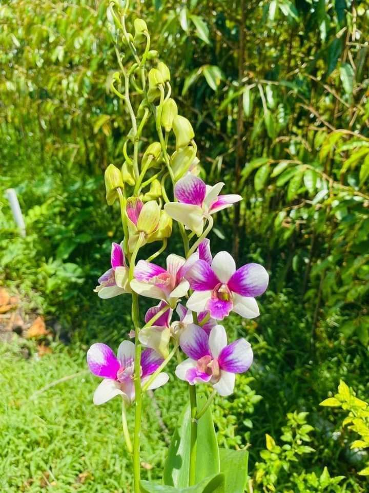 HOA LAN ĐỒNG TIỀN 3 MÀU