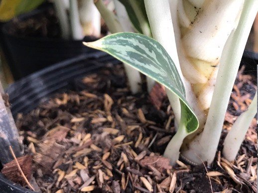 Rice Husk - Rice Husk for Planting