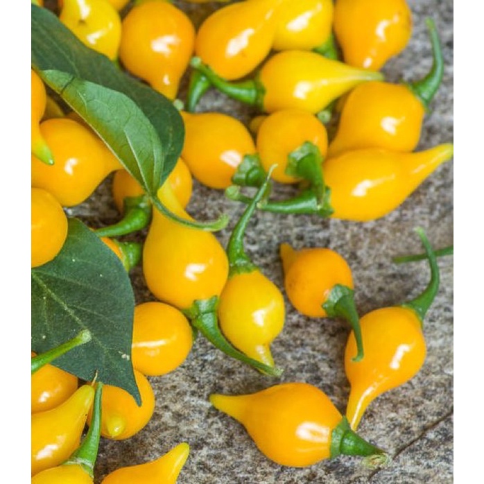 Hạt giống Ớt Mỏ Chim Vàng (Biquinho Yellow) - 10 hạt Nhập khẩu Mỹ