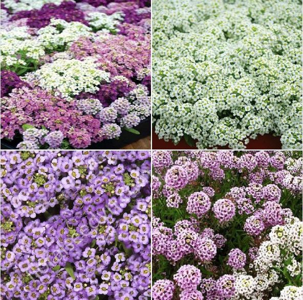 Hạt giống hoa Ngàn Sao trắng - 50 hạt.gói