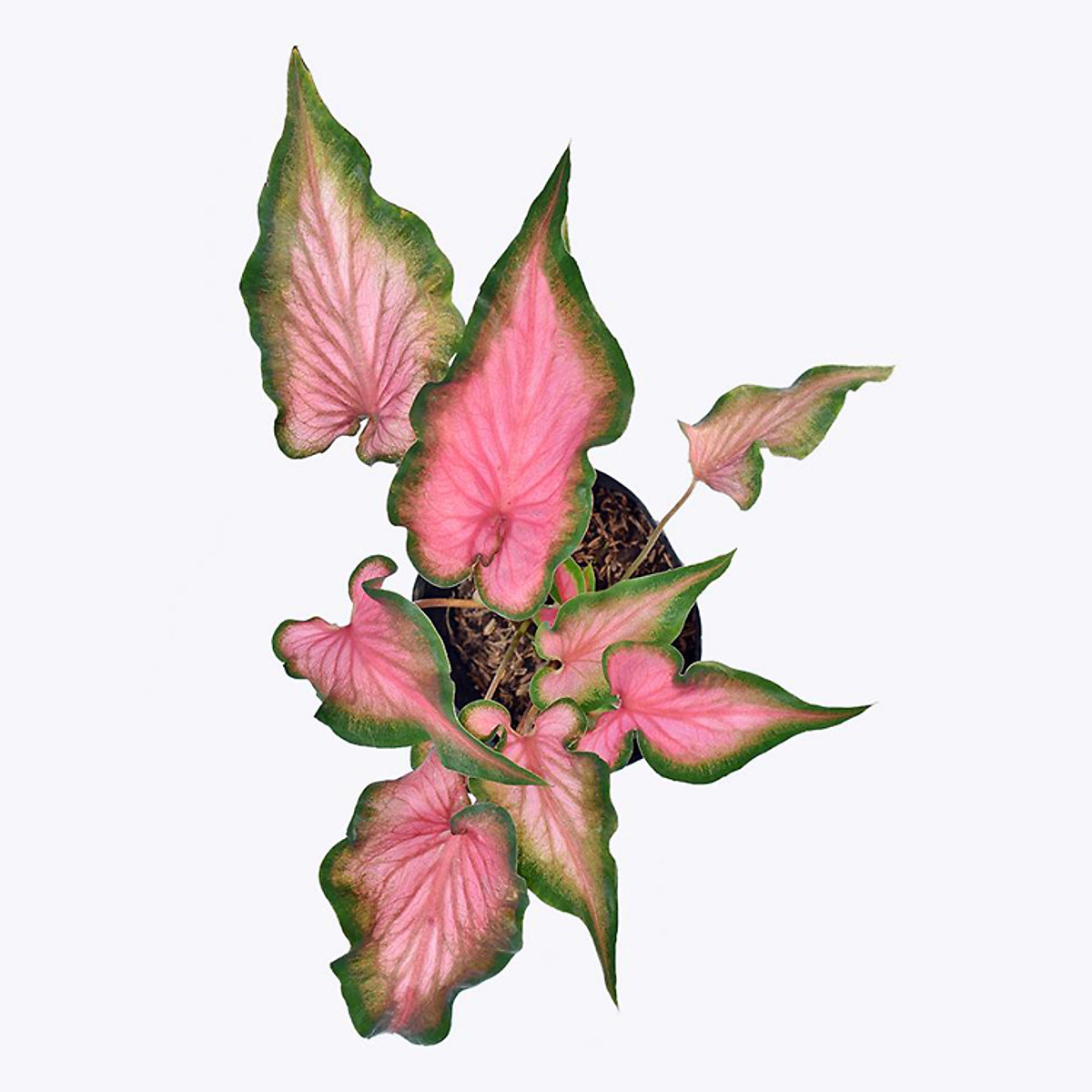 Cây môn đỏ - Cây cảnh để bàn