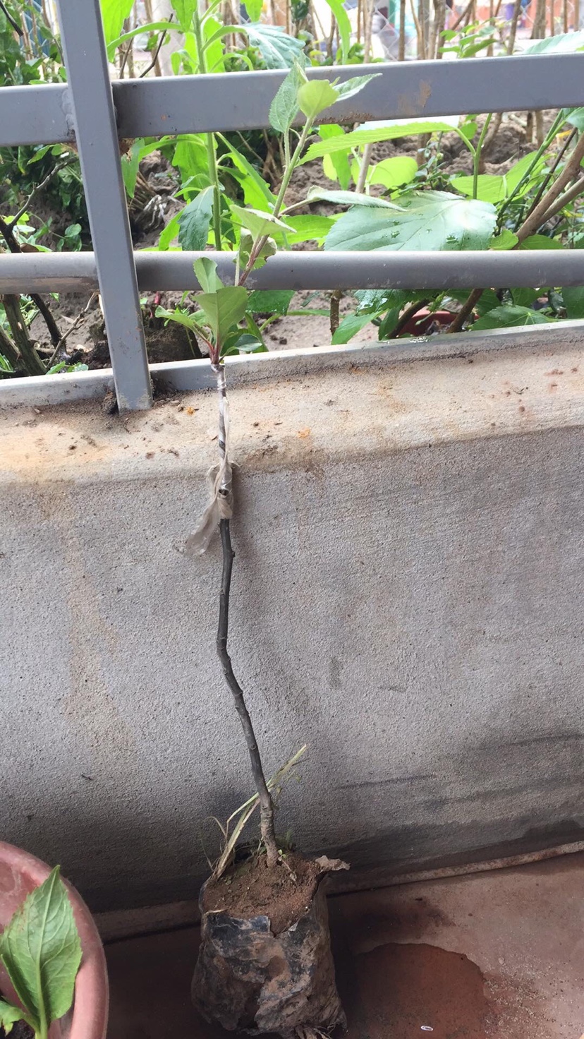 cây giống táo đỏ lùn