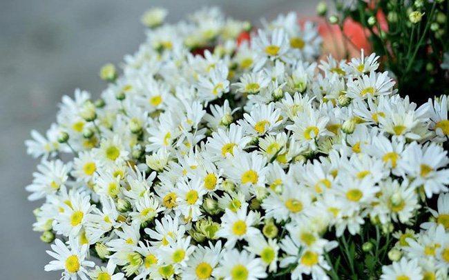 Hạt giống hoa cúc họa mi Thái Lan
