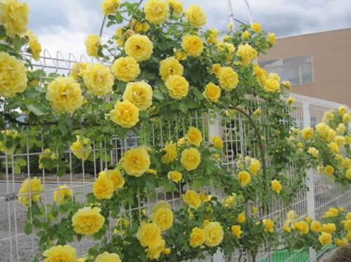 Túi 20 Hạt giống Hoa Hồng leo vàng