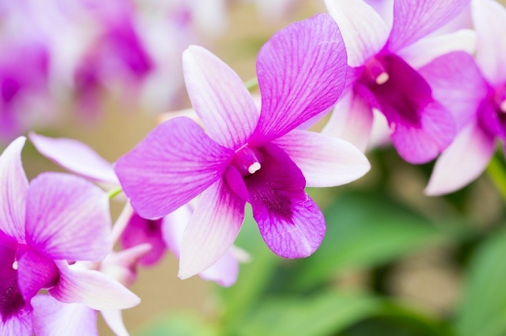 hoa lan hồ điệp có sãn ngồng hoa