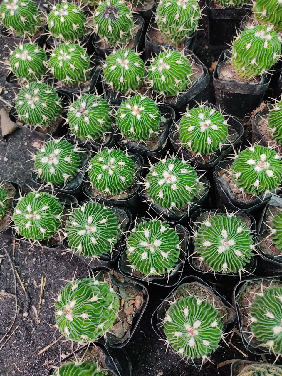 Xương rồng TRÚC NGỌC (size cây 4-5 cm)