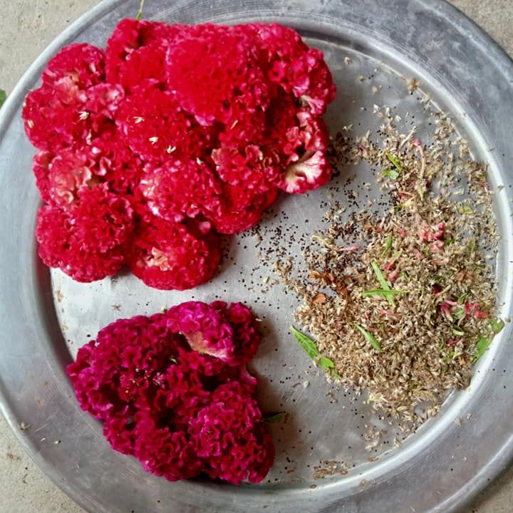 100 Hạt Hoa Mào Gà Búa (Mix Màu)