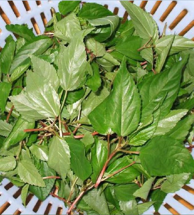 Hạt Giống cà tím dài /gói 0,2 gram(tặng kèm phân bón)