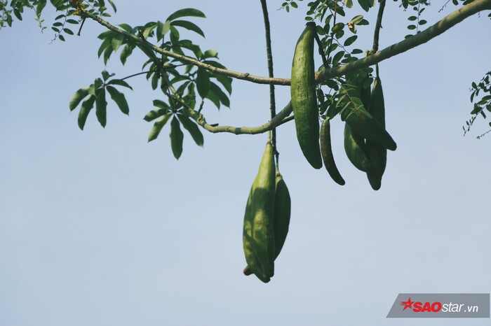 Hạt giống cây bông gòn (gạo xanh) - 100gram