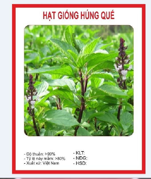 Hạt Giống Rau Húng Quế - Tỉ Lệ Nảy Mầm Trên 90% - ( 0.5gr/gói )