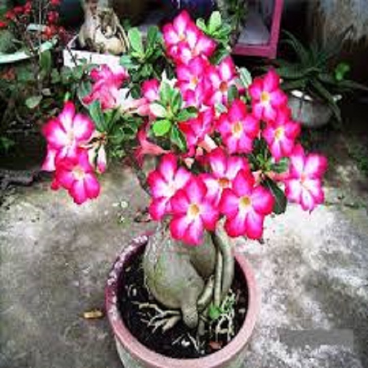 CÂY giống HOA SỨ THÁI CÁNH KÉP "TẤN HỶ "