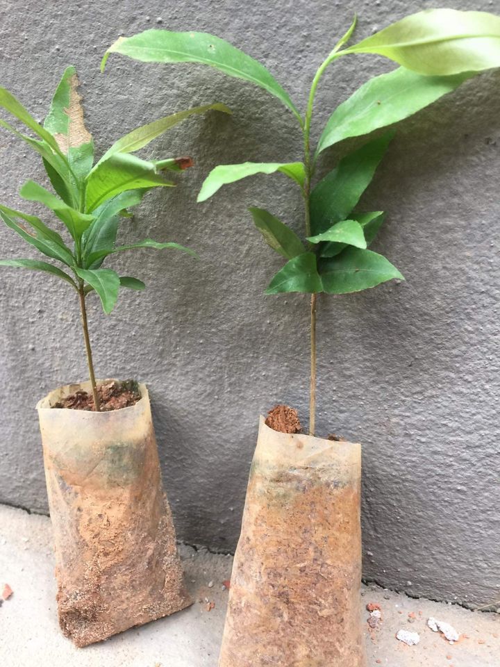 CÂY MAI VÀNG CÚC THỌ HƯƠNG