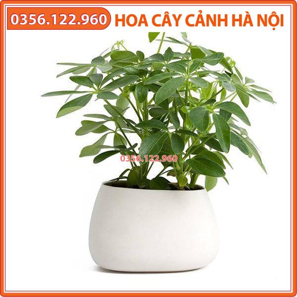 Cây ngũ gia bì để bàn