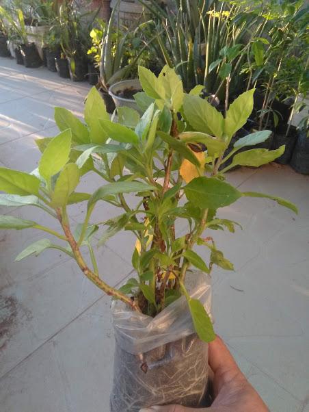 Cây Rau bầu đất