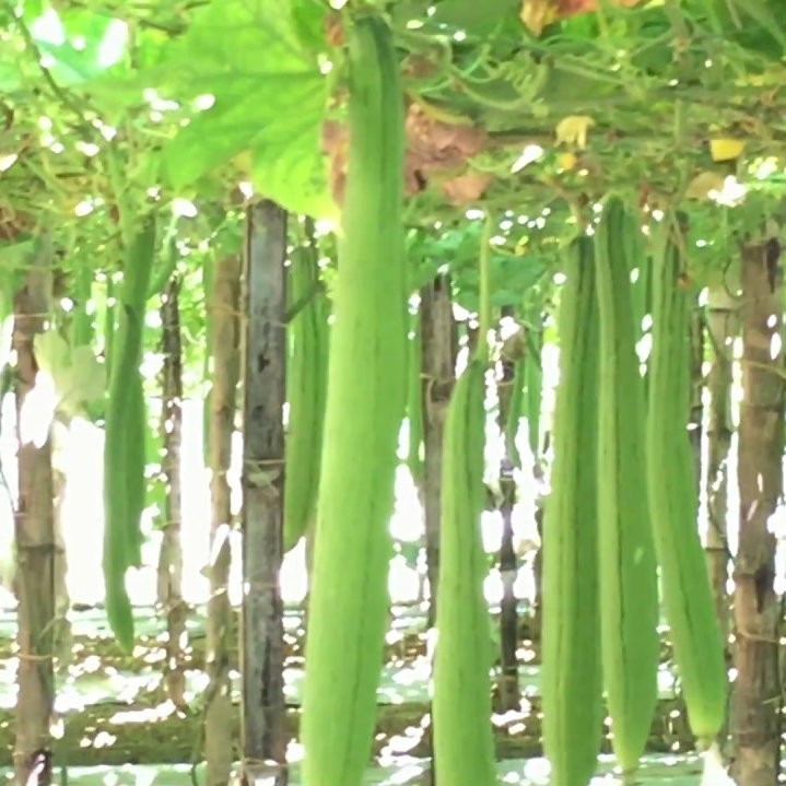 5 Hạt Giống Mướp Hương Trái Dài