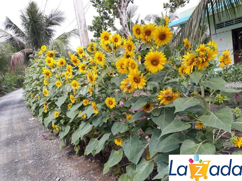 100GR 3200.HẠT Hạt Giống Hoa Hướng Dương Tháp Siêu Bông (| -KD: B1)