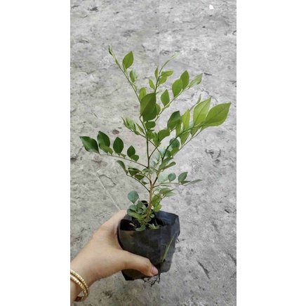 Cây giống hoa nguyệt quế hoa rất thơm