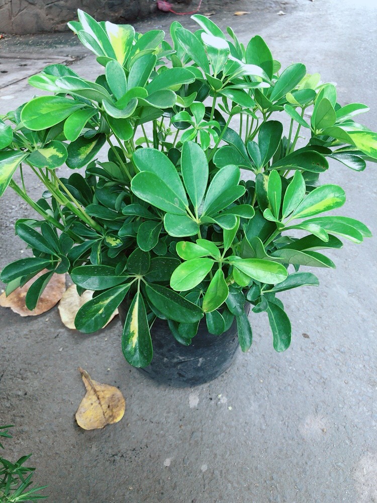 Ngũ gia bì size lớn