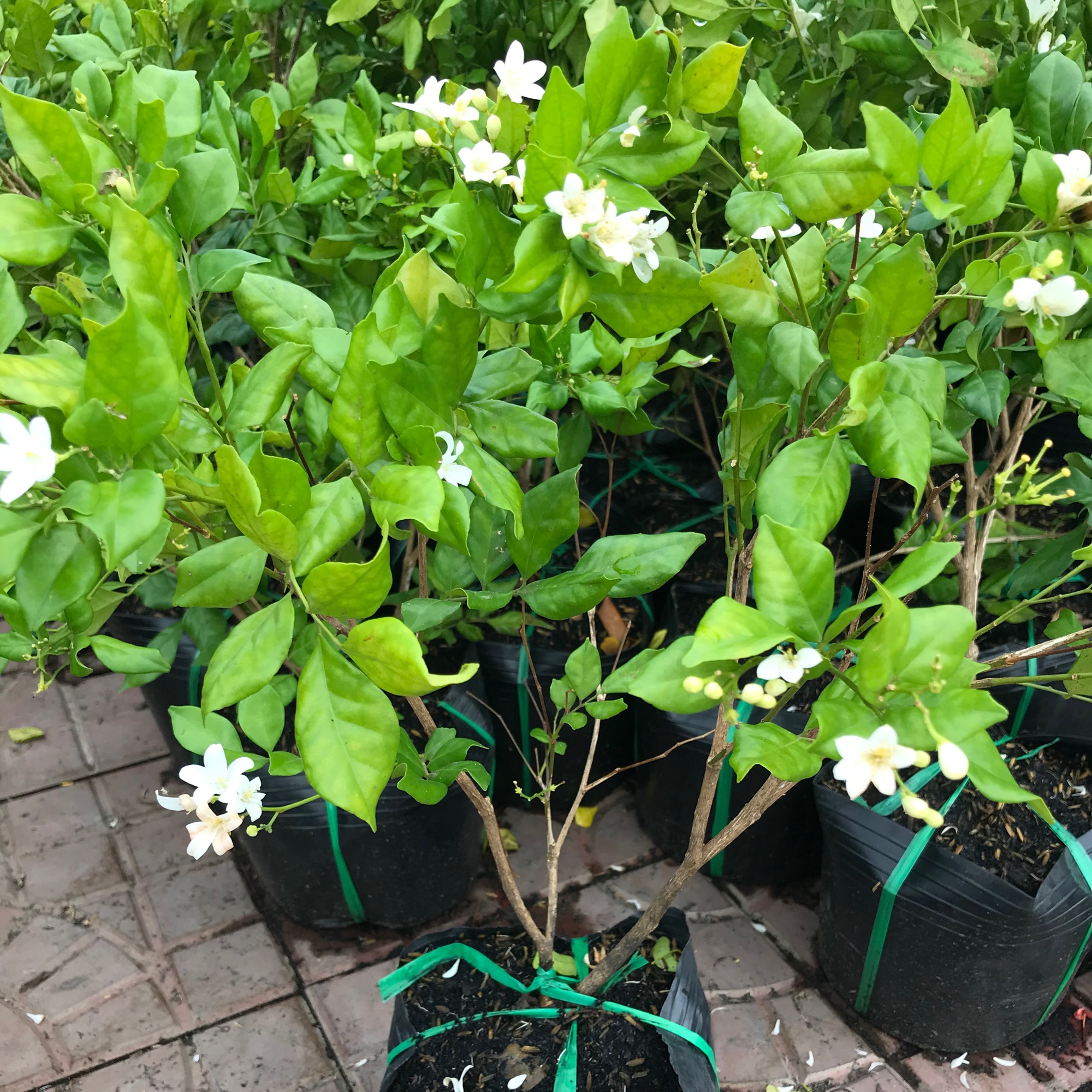 Cây Nguyệt quế + tặng phân bón cho cây