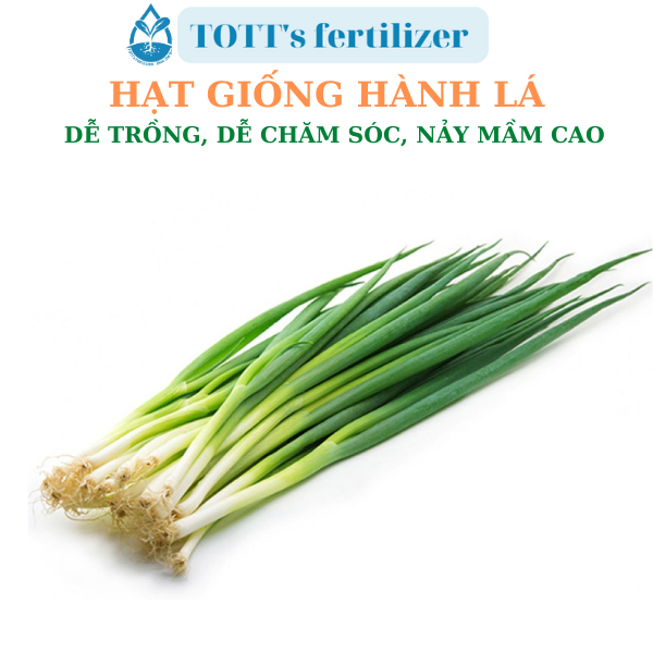 Hạt giống hành lá dễ nảy mầm dễ trồng TOTT's fertilizer