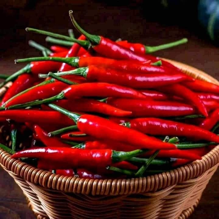 Hạt giống ớt chỉ thiên siêu quả