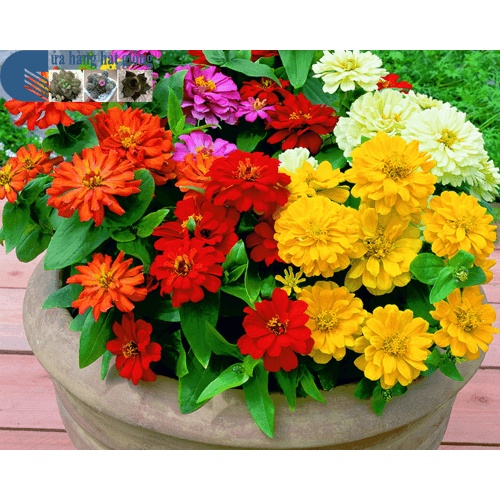 50 HẠT GIỐNG HOA CÚC LÁ NHÁM