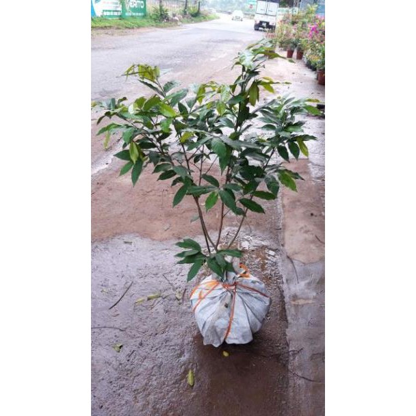 sản phẩm CÂY HOA DẺ