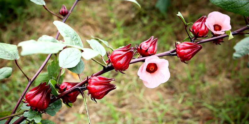 Hạt Giống Hoa Atiso - 2gr
