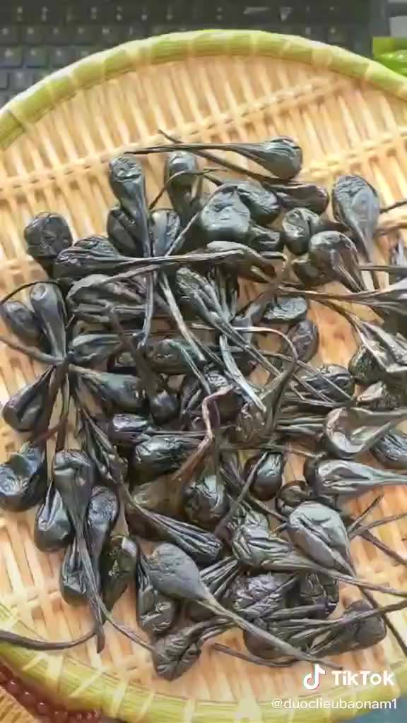 Mật kỳ đà, , mật kì đà rừng - Dược liệu hỗ trợ người bị hen suyễn
