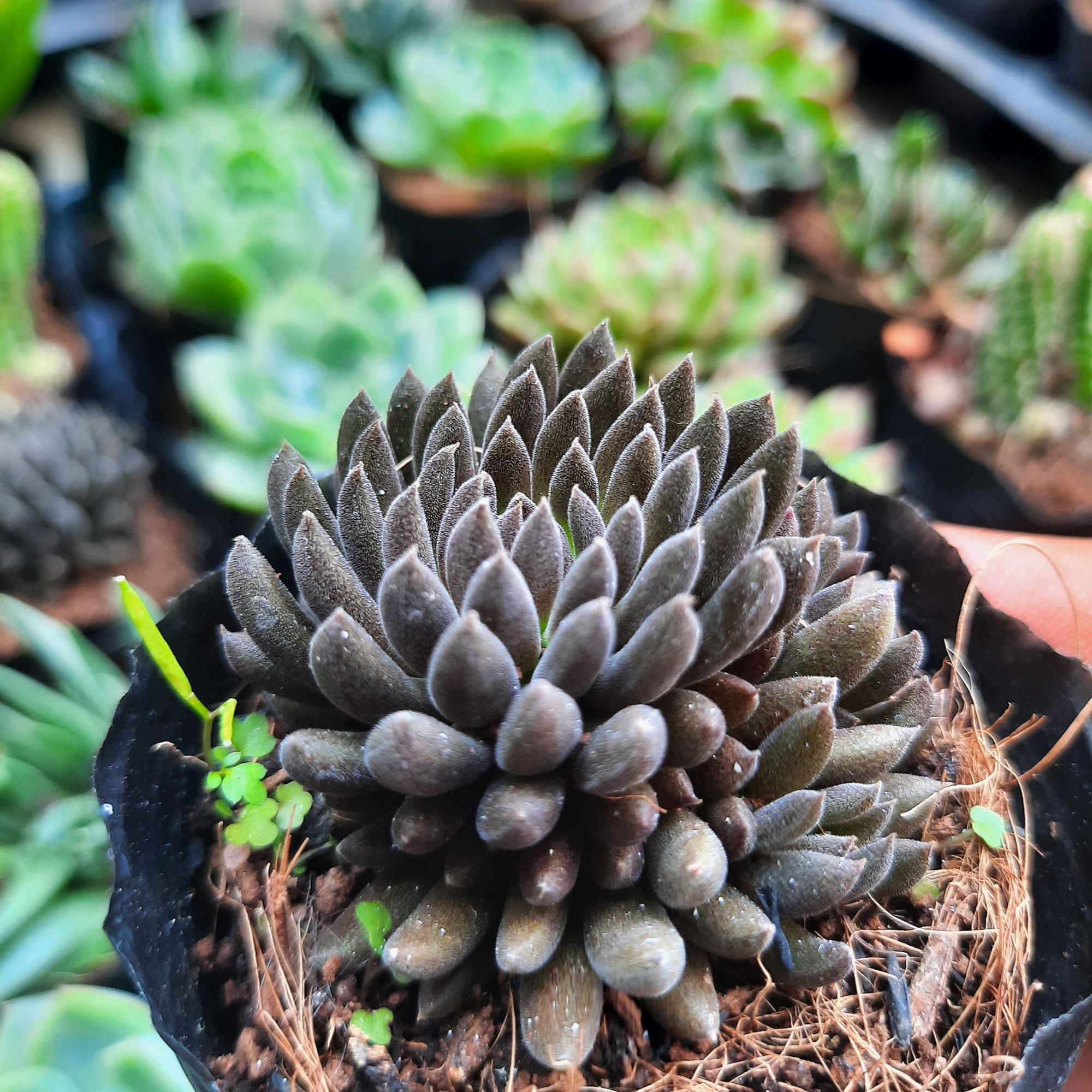 Sen đá ( 7 cây khác loại )