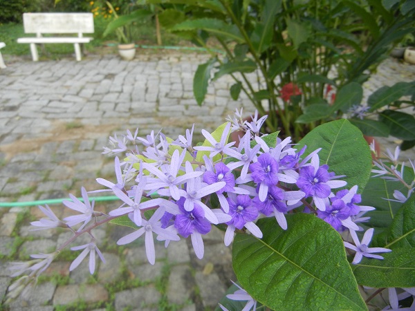 cây mai xanh thái ( cây to có sẵn hoa)