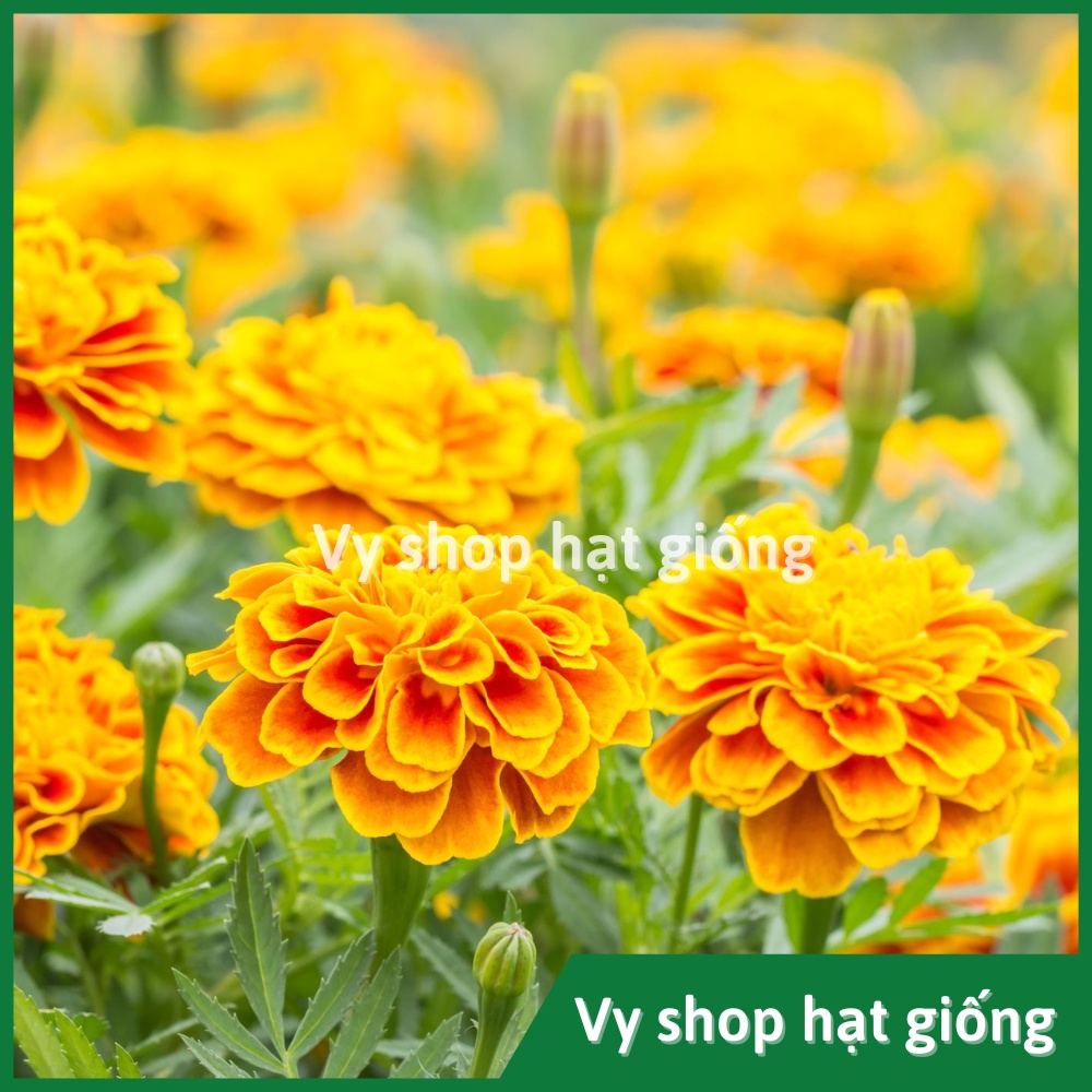 100 hạt giống cúc vạn thọ pháp