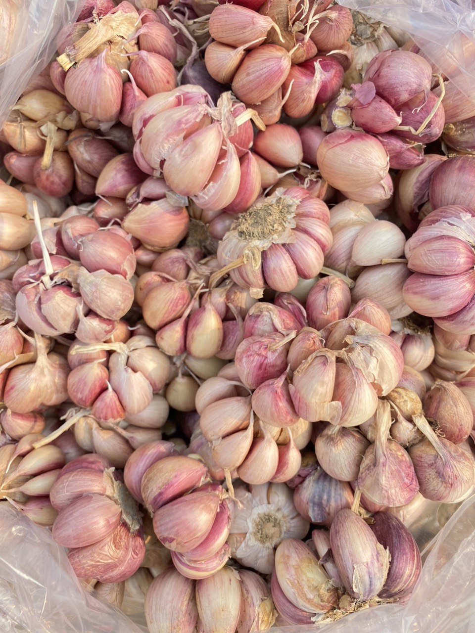 tỏi tím đà lạt loại 1